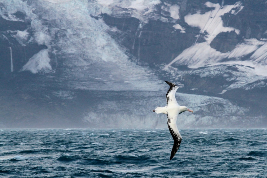 Sea bird flies past the background landscape of Antarctic island.