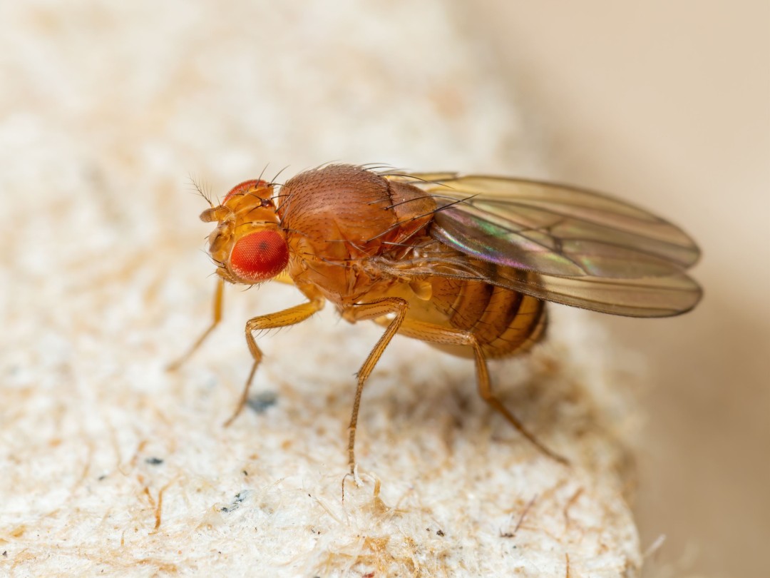Scientists Describe 'Incredible' Movements of Fruit Fly Sperm
