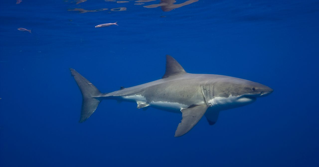 There’s Finally Video of a Great White Shark in the Mediterranean Sea