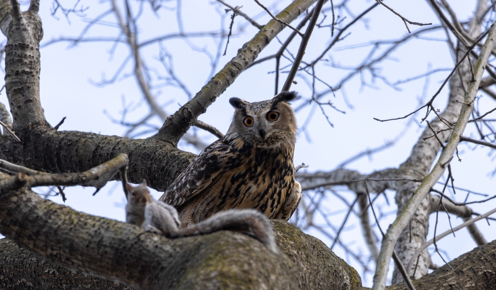 Flaco the owl Documentary 'Wild Inside' to Premiere During Outdoor Screening Inside of Central Park in NYC