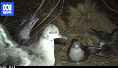 Birds return to Little Dog Island in Bass Strait after feral cats eradicated
