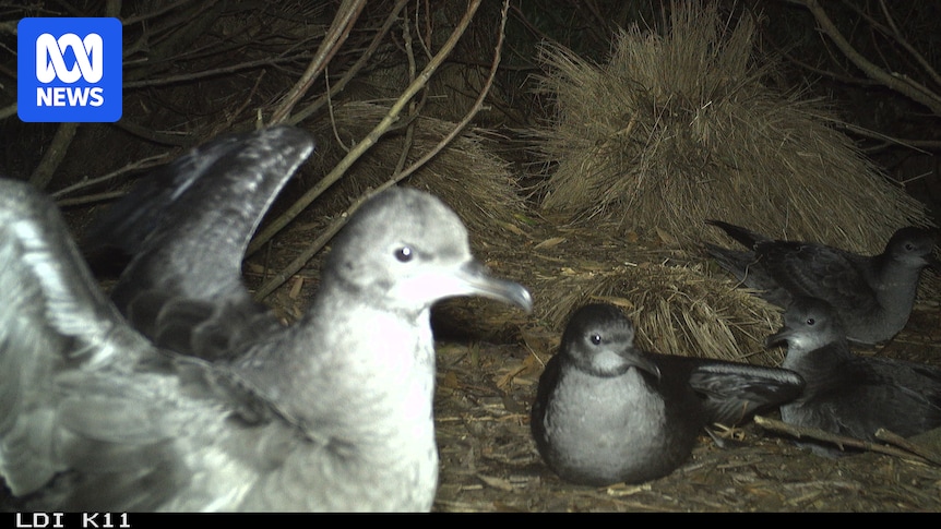 Birds return to Little Dog Island in Bass Strait after feral cats eradicated