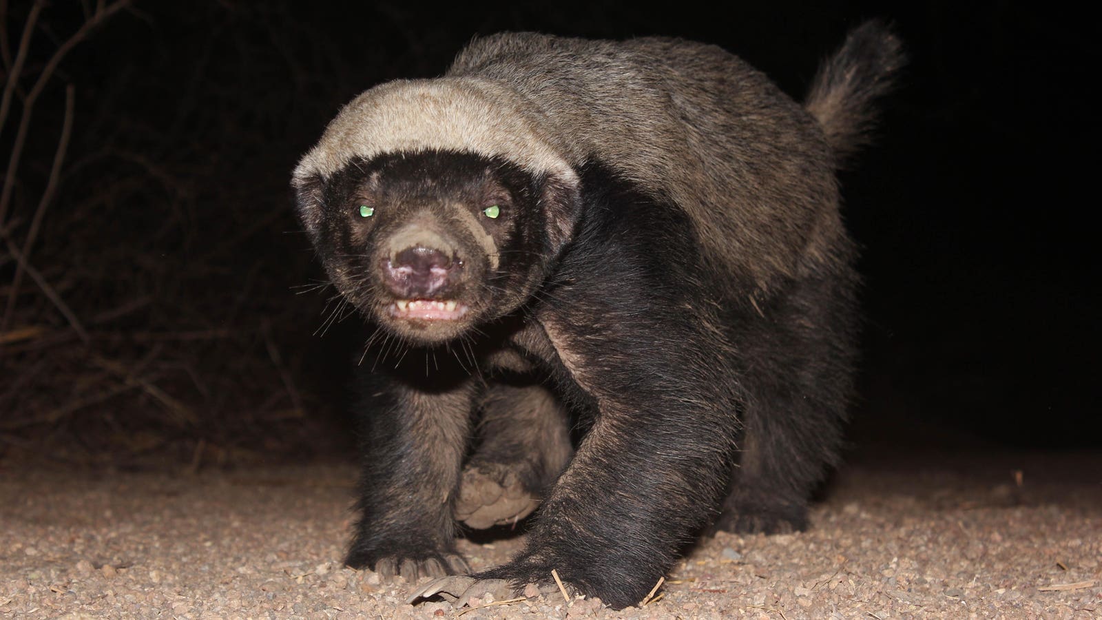 Honey Badgers Survive Snake Bites That Kill Humans — A Biologist Explains How