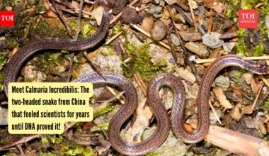 Meet Calmaria Incredibilis: The two-headed snake from China that fooled scientists for years until DNA proved it!