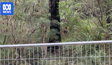 Reports of wildlife displaced at Fred Caterson Reserve as controversial sports project begins
