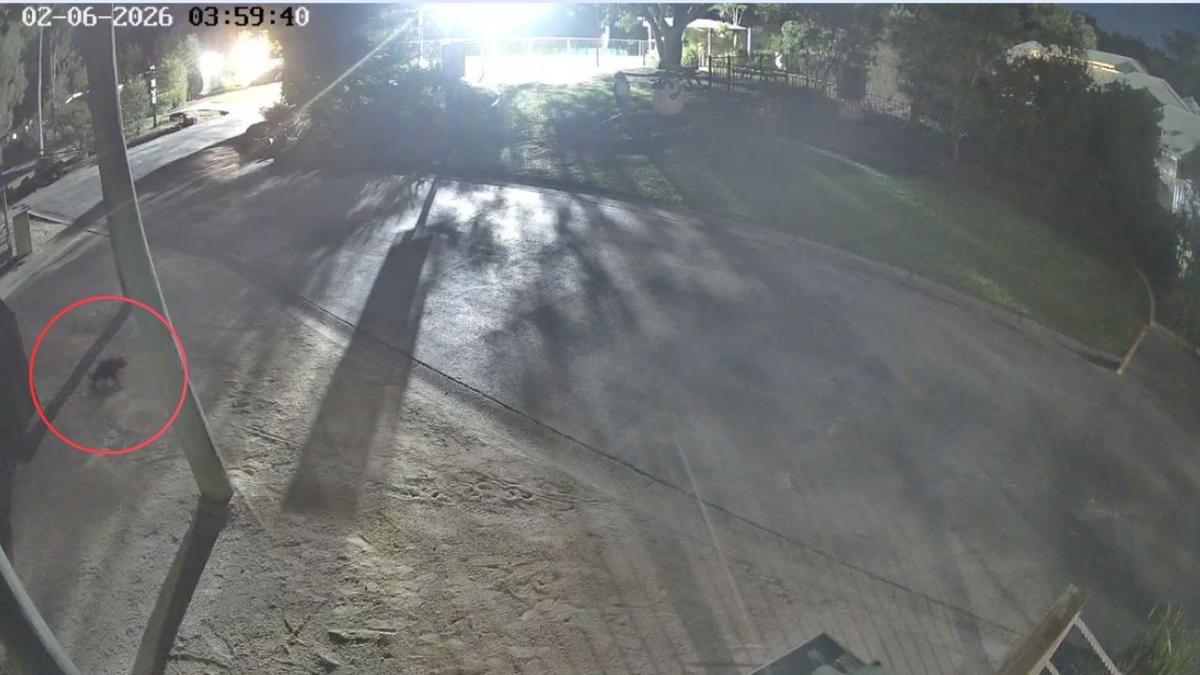 Tasmanian devil Mary caught on CCTV escaping Paradise Country as search ramps up
