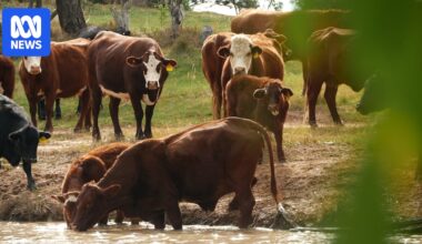 Farmer says flood plain harvesting has forced him to run cattle by the roadside