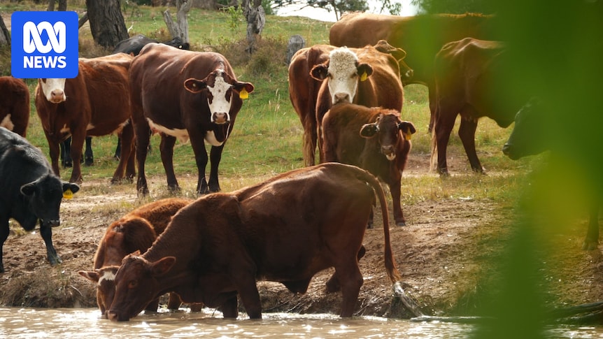 Farmer says flood plain harvesting has forced him to run cattle by the roadside