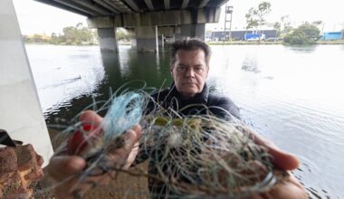Maribyrnong River swans: New wildlife protection group forms after devastating fishing-related deaths