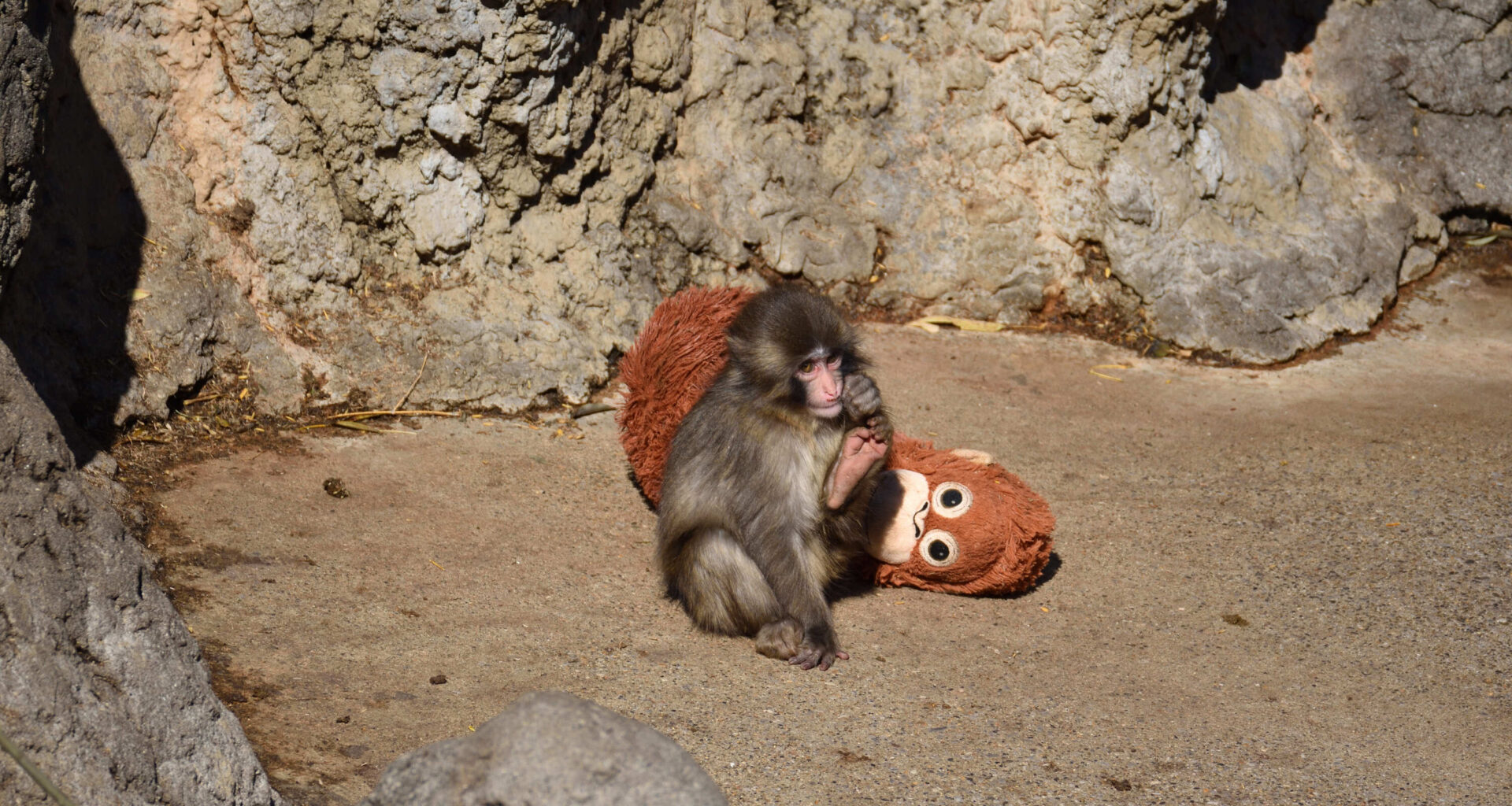 Still thinking of Punch the monkey? Ichikawa Zoo just extended its donation deadline for him