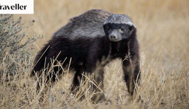 Honey badgers: Where to see the toughest animal in Africa