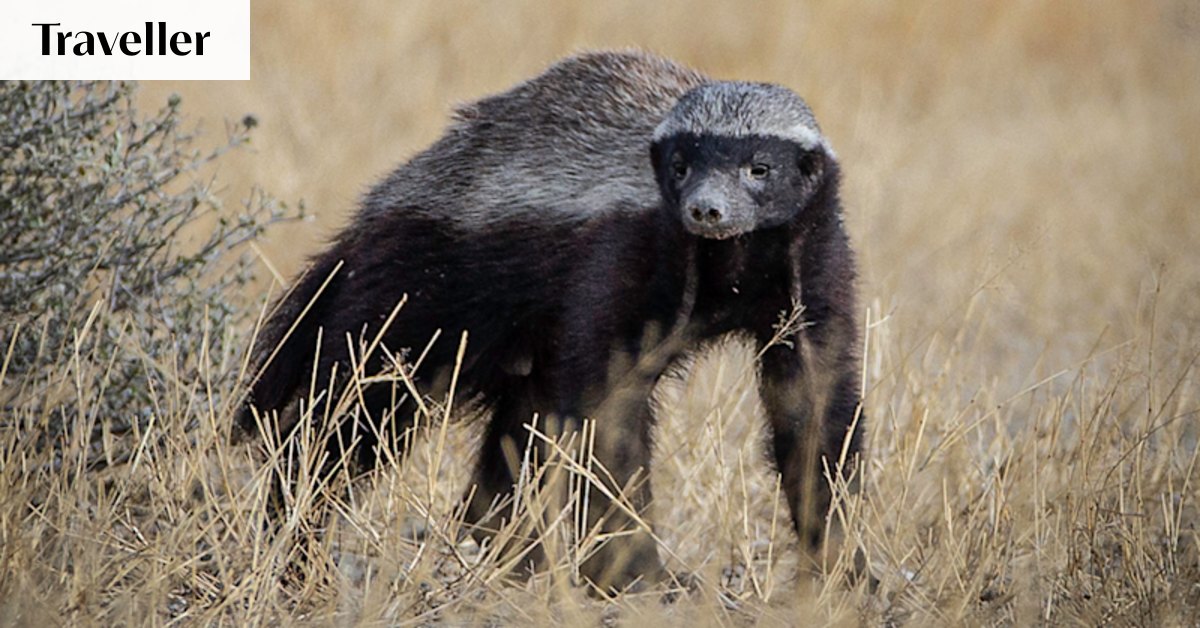 Honey badgers: Where to see the toughest animal in Africa