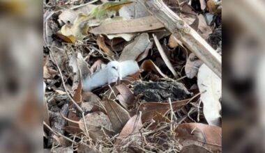 Woman Watering Yard Spots 2-Inch ‘Owl’ In Leaf Pile — Then Takes A Closer Look