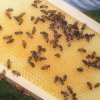 Bees in a hive in San Diego, Calif. Beekeeping has been a practice for thousands of years.