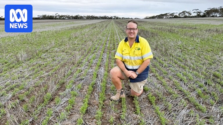 Record autumn rain sparks recovery across South Australia, but not all growers benefit