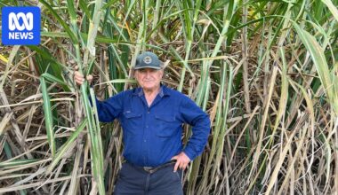 Smut disease threatened to destroy sugarcane farming but instead it reshaped industry