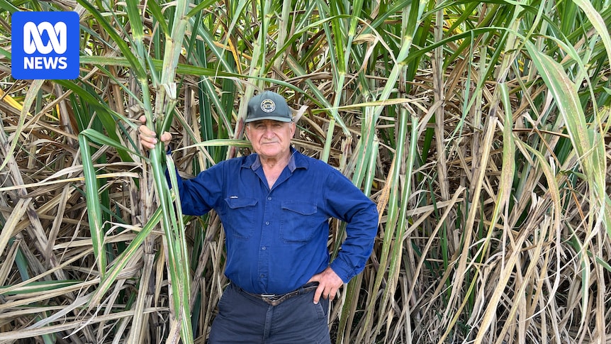 Smut disease threatened to destroy sugarcane farming but instead it reshaped industry
