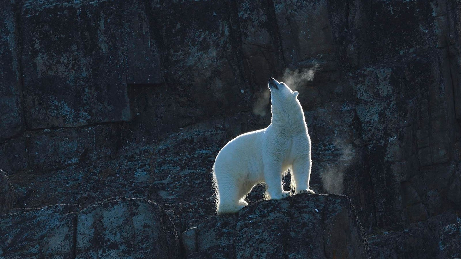 Polar Bears Hunt By Reading The Wind — A Biologist Explains How