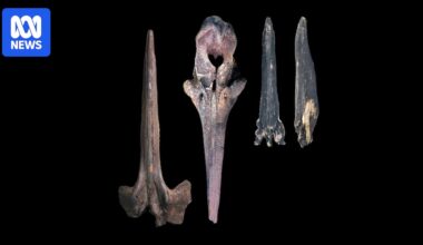 World's biggest whale graveyard found in Indian Ocean off Australia