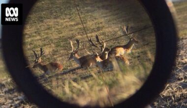 Feral sambar deer likely brought to SA for hunting purposes, Invasive Species Council says