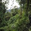 Virunga National Park in the Democratic Republic of Congo is home to several hundred mountain gorillas -- about a third of the population.