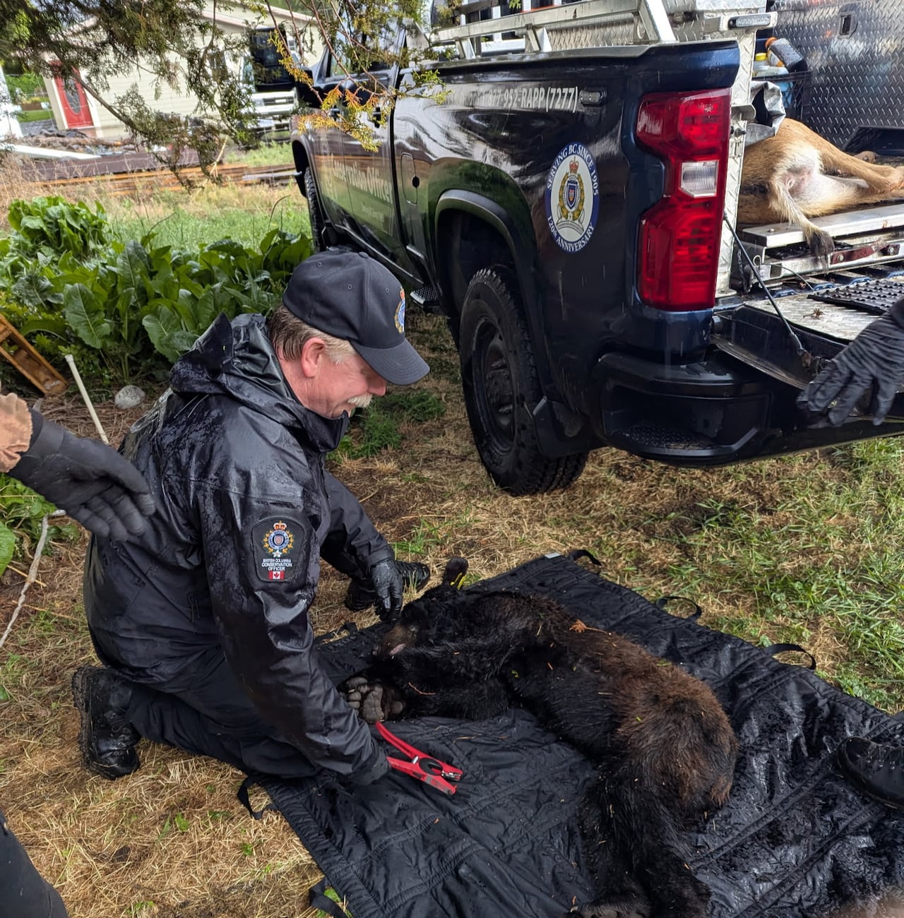 A  black bear laying on the ground with a conservation officer