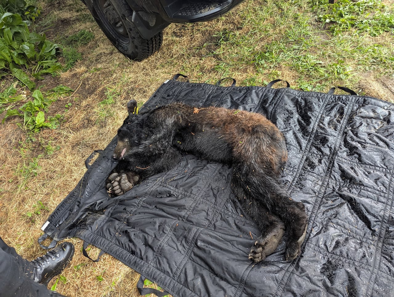 A black bear laying on a tarp