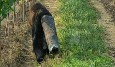 Bear wandering around with pipe stuck on head rescued by conservation officers