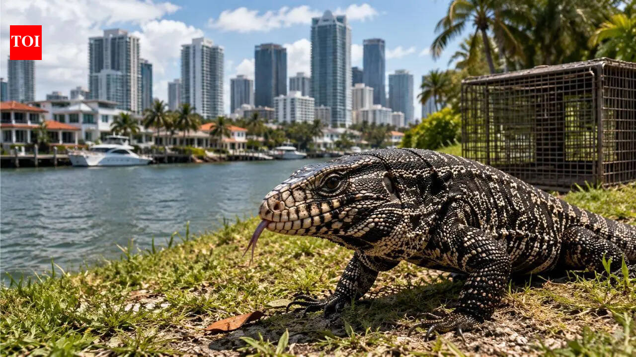 Some of the biggest states in the US, home to several tech billionaires, are racing to stop spread of 4-foot-long lizards as June and July are ...