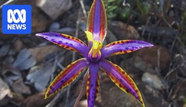 The season doesn't matter as wildflower hunters can always find gold in WA