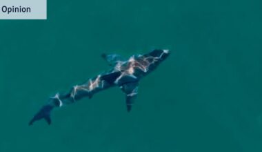 Drones that can track sharks while posing little threat to aviation can save lives