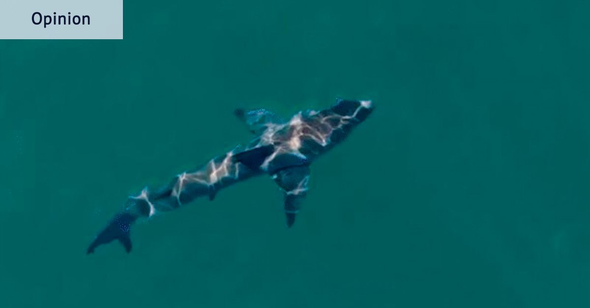 Drones that can track sharks while posing little threat to aviation can save lives