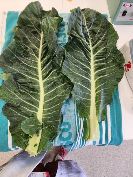 Upcycling cauliflower waste into protein ingredients for future food