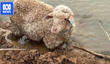 Pastoralists take to the skies to track down livestock lost in floods
