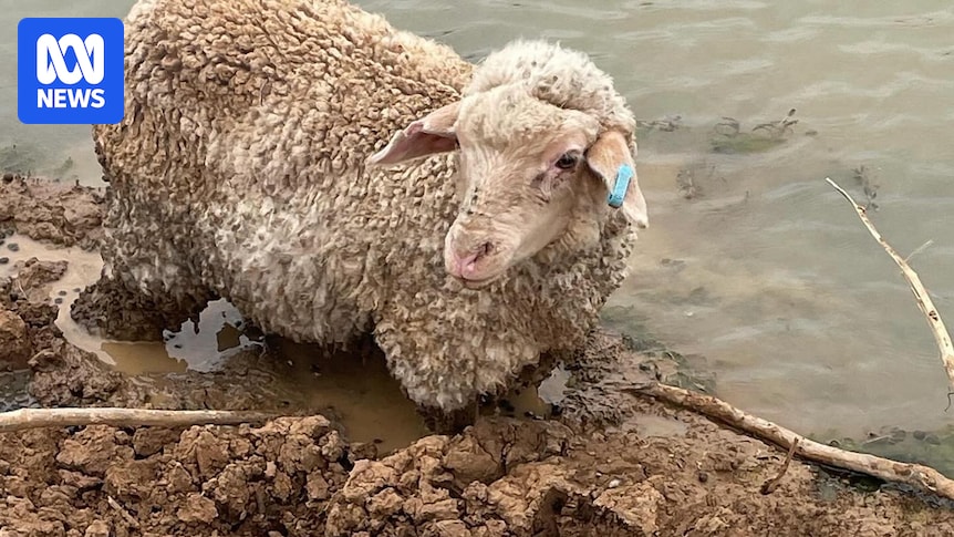 Pastoralists take to the skies to track down livestock lost in floods