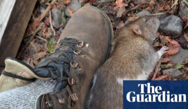 A rat sighting in New Zealand can trigger an urgent response. Meet the ‘ghostbusters’ hunting them down | New Zealand