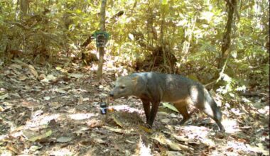 Extremely rare ‘ghost dog’ captured on camera in Amazon rainforest - The Independent