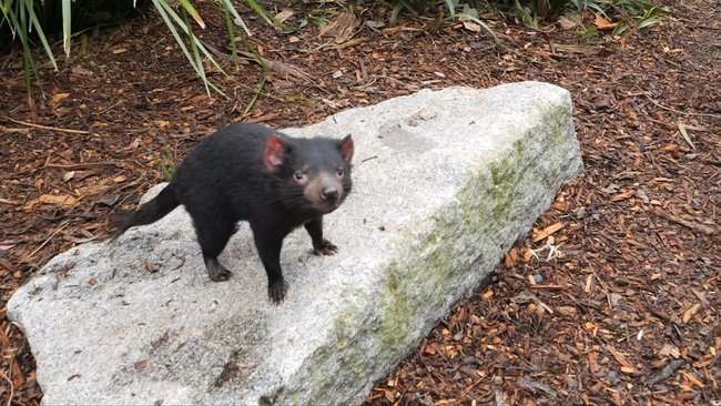 Mary the Tasmanian devil was missing for over a fortnight.
