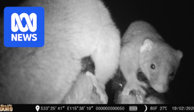 WA government celebrates "thousands" of wildlife crossings on South West highway