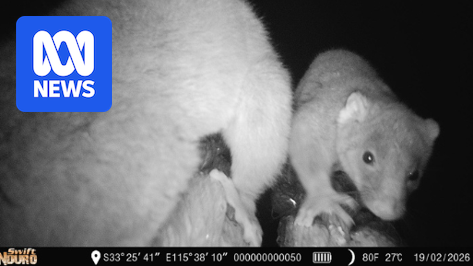 WA government celebrates "thousands" of wildlife crossings on South West highway