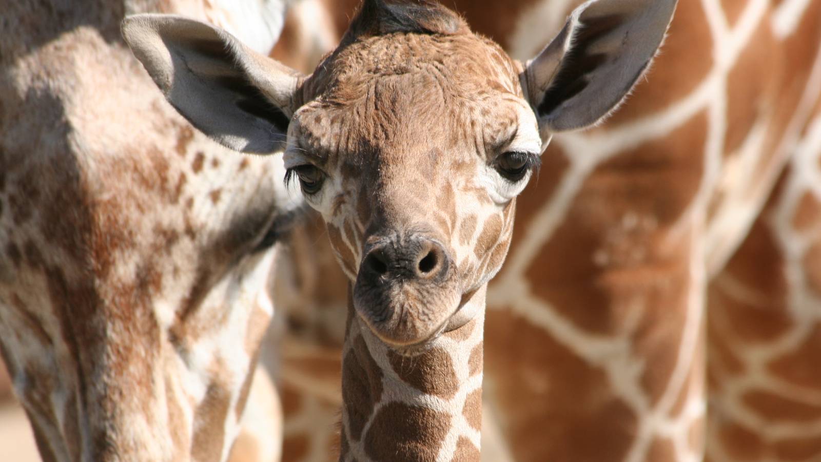 baby giraffe
