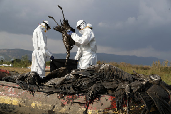 Workers dispose of dead cranes at the Hula Lake conservation area in northern Israel, where an outbreak killed more than 5000 of the migratory species. 