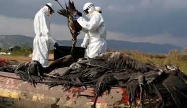 Wildlife carnage from devastating bird flu virtually inevitable