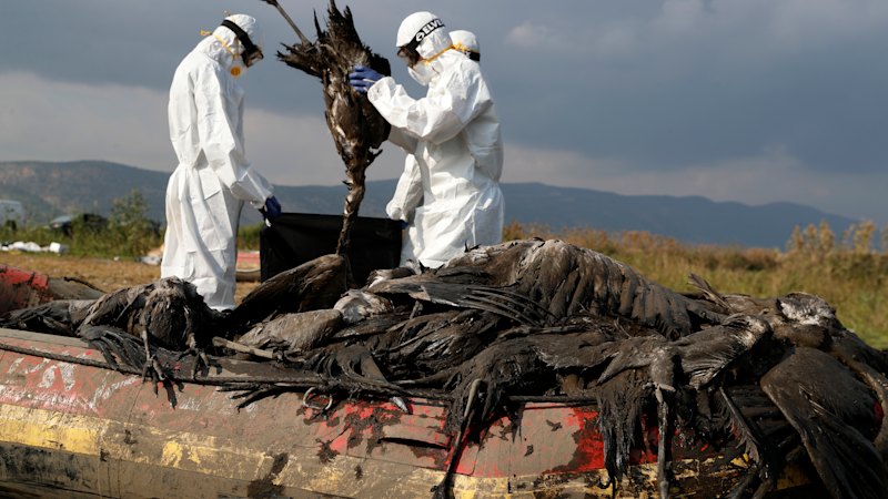 Wildlife carnage from devastating bird flu virtually inevitable