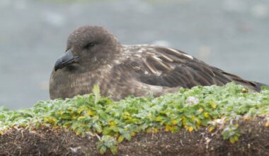 Australia Was The Last Continent Without This Bird Flu. A Dead Skua Just Ended That