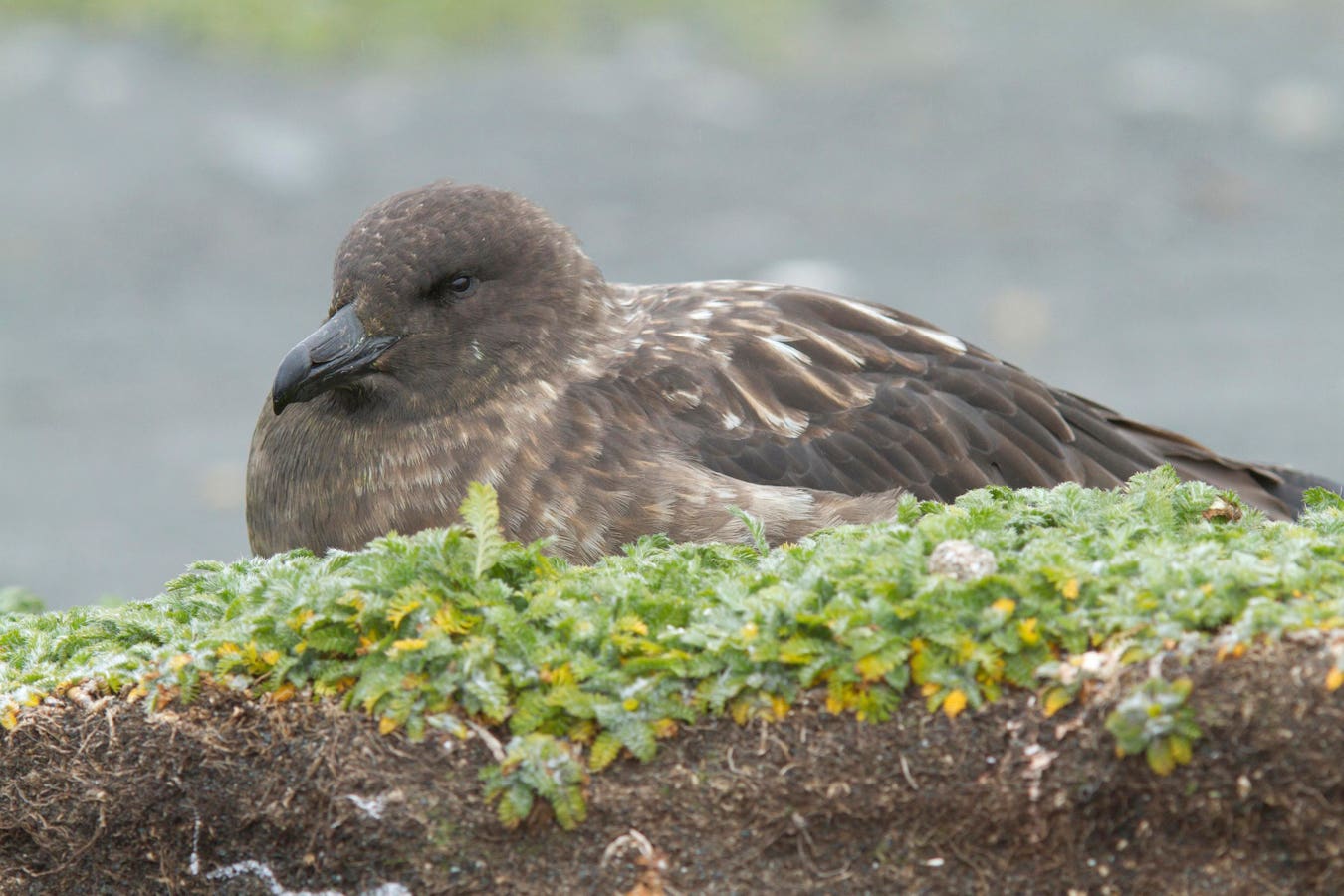 Australia Was The Last Continent Without This Bird Flu. A Dead Skua Just Ended That