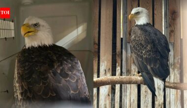 A driver thought a bald eagle was sleeping by the roadside, then he realised she was fighting for her life |