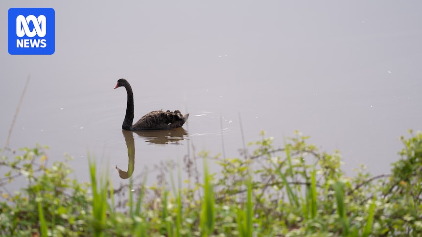 Dead birds wash up on WA coastline as expert warns of black swan 'wipe-out' from bird flu