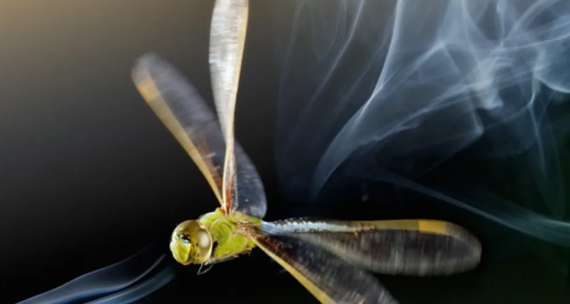 An American emperor dragonfly accelerates streaks of smoke down when