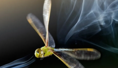 An American emperor dragonfly accelerates streaks of smoke down when